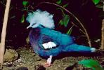 Blue Crowned Pigeon, (Goura cristata), Columbiformes, Columbidae, ABDV01P04_02.1708