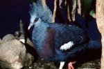 Blue Crowned Pigeon, (Goura cristata), Columbiformes, Columbidae, ABDV01P04_03