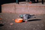 Pigeon Eating from a french bread bowl