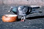 Pigeon Eating from a french bread bowl, ABDV01P04_09B