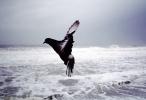 Pigeon trying to Fly, Winter Storm, Waves, Foam, Wind, Pacifica, ABDV01P04_13C