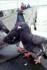 Pigeon, Pacifica, ABDV01P04_14B