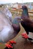 Pigeon, Pacifica, ABDV01P04_16B.1708