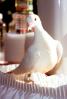 White Dove of Peace, ABDV01P05_07B