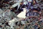 White Dove of Peace, evergreen tree, ABDV01P05_09