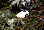 White Dove of Peace, evergreen tree, ABDV01P05_10