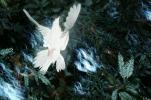 White Dove of Peace, evergreen tree, Equanimity, ABDV01P05_12