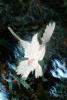 White Dove of Peace, evergreen tree, Equanimity, ABDV01P05_12B