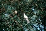 White Dove of Peace, evergreen tree, ABDV01P05_13