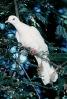 White Dove of Peace, evergreen tree, ABDV01P05_14B