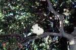 White Dove of Peace, evergreen tree, ABDV01P05_15