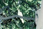 White Dove of Peace, evergreen tree