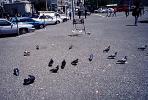Pigeons, ABDV01P06_14