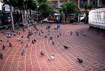 Pigeons, ABDV01P06_15