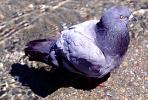 Pigeon, ABDV01P06_17B