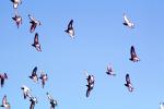 Pigeons, Sausalito, California, ABDV01P07_03