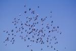 Pigeons, Sausalito, California, ABDV01P07_06