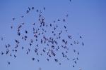 Pigeons, Sausalito, California, ABDV01P07_07