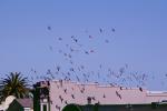 Pigeons, Sausalito, California, ABDV01P07_08