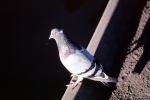 Pigeon, ABDV01P07_11