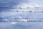 Pigeons on wires, ABDV01P08_19