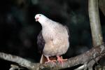 Mauritius Pink Pigeon, (Columba mayen), ABDV01P09_01