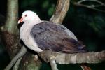 Mauritius Pink Pigeon, (Columba mayen), ABDV01P09_03