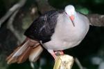 Mauritius Pink Pigeon, (Columba mayen)