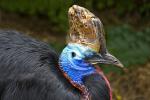 Cassowary, ABED01_001