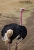Ostrich, Ngorongoro Crater, Tanzania,  wildlife, ABED01_004