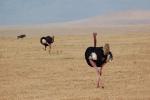 Ostrich, Wildlife, Ngorongoro Crater, Tanzania, ABED01_008