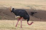 Ostrich, Wildlife, Ngorongoro Crater, Tanzania, ABED01_010