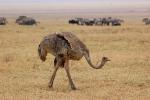 Ostrich, Wildlife, Ngorongoro Crater, ABED01_011