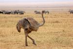 Ostrich, Wildlife, Ngorongoro Crater, ABED01_012