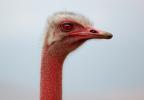 Ostrich face, eyes, Ostrich, Wildlife, Ngorongoro Crater, Tanzania, ABED01_013