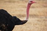 Ostrich, Wildlife, Ngorongoro Crater, Tanzania, ABED01_014