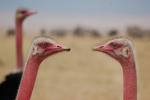 Ostrich, Ngorongoro Crater, ABED01_016