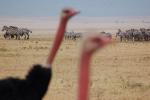 Ostrich, Wildlife, Ngorongoro Crater, Tanzania, ABED01_017