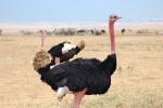 Ostrich, Wildlife, Ngorongoro Crater, Tanzania, ABED01_018