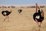 Ostrich, Wildlife, Ngorongoro Crater