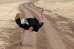 Ostrich crossing the Road, Wildlife, Ngorongoro Crater, ABED01_020