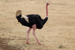 Ostrich, Wildlife, Ngorongoro Crater, Tanzania, ABED01_021