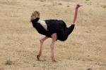 Ostrich, Wildlife, Ngorongoro Crater, ABED01_022