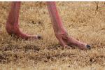 Ostrich Feet, Wildlife, Ngorongoro Crater, Tanzania, ABED01_023