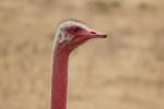 Ostrich Face, Eyes, neck, Wildlife, Ngorongoro Crater, Tanzania, ABED01_025