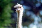 Ostrich face, eyes