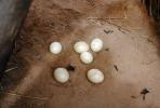 Ostrich Eggs, ABEV01P02_05.1708