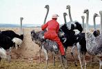 Ostrich Racing, Bareback Riding