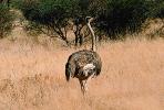 Ostrich, Namib Desert, Namibia, ABEV01P03_03.0934