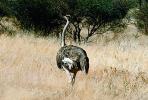 Ostrich, Namib Desert, Namibia, ABEV01P03_03B.0934